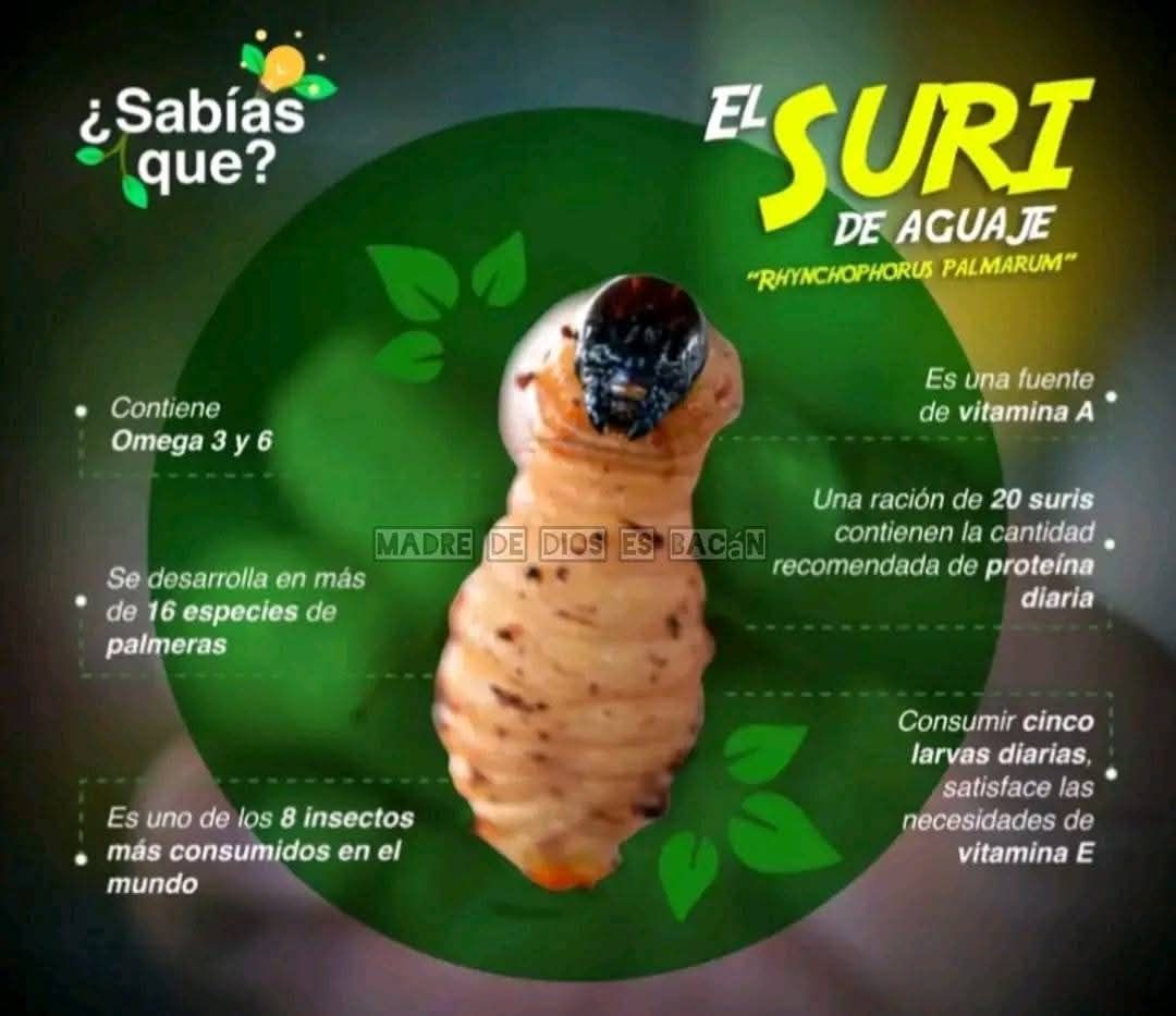 Beneficios del mukindi o mayones. 😍🤭 - Yukipa Tv Ecuador | Facebook