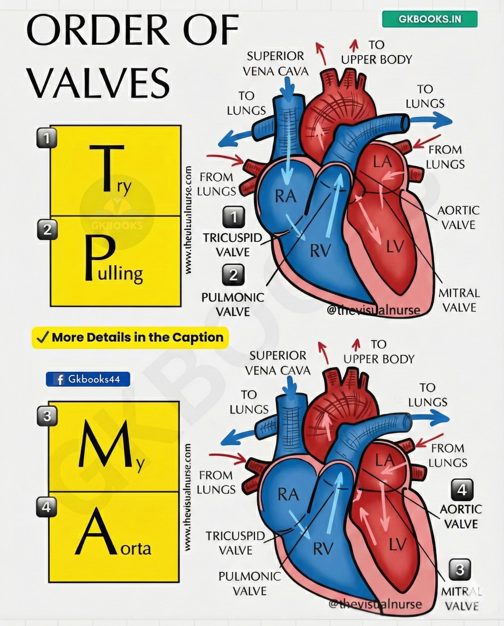 GKBooks.in - Order of Heart Valves 🔰 Introduction The human heart ...