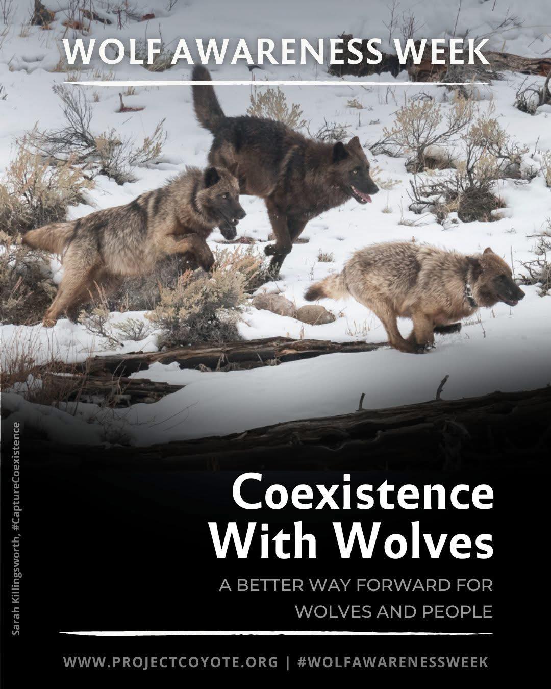GOOD WOLF - Project Coyote #CompassionateCoexistence with... | Facebook