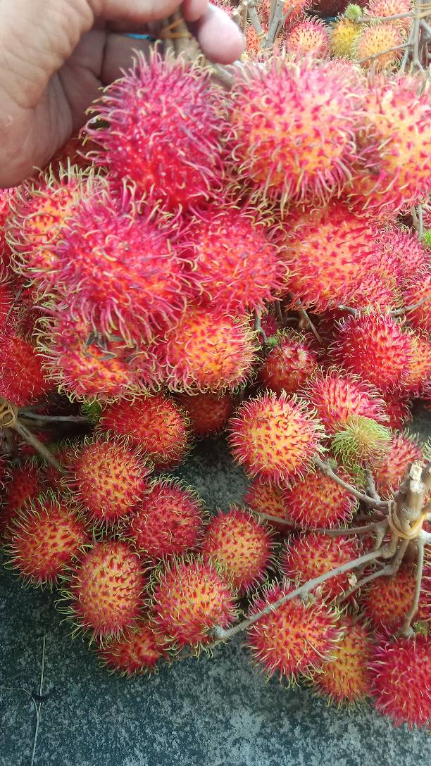 Mempawah Informasi & Jual-Beli | Readi rambutan kelotok besar2 harga ...