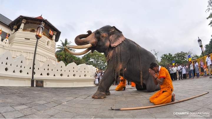 The Esala Perahera in Kandy is... - Respect lanka travel