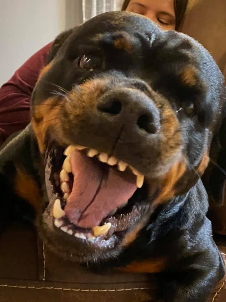 They say 'dangerous,' I see pure, unfiltered joy. 😍 The only