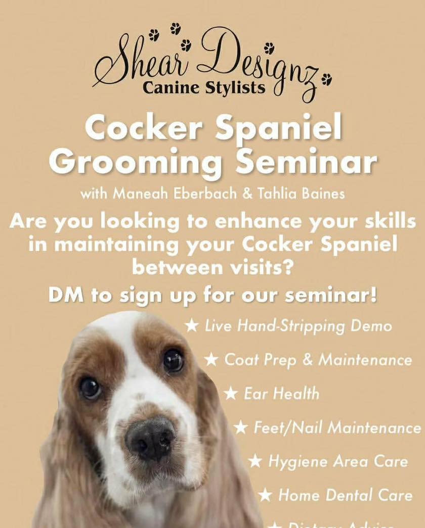 Cocker Spaniel Rescue QLD... - Cocker Spaniel Rescue QLD inc