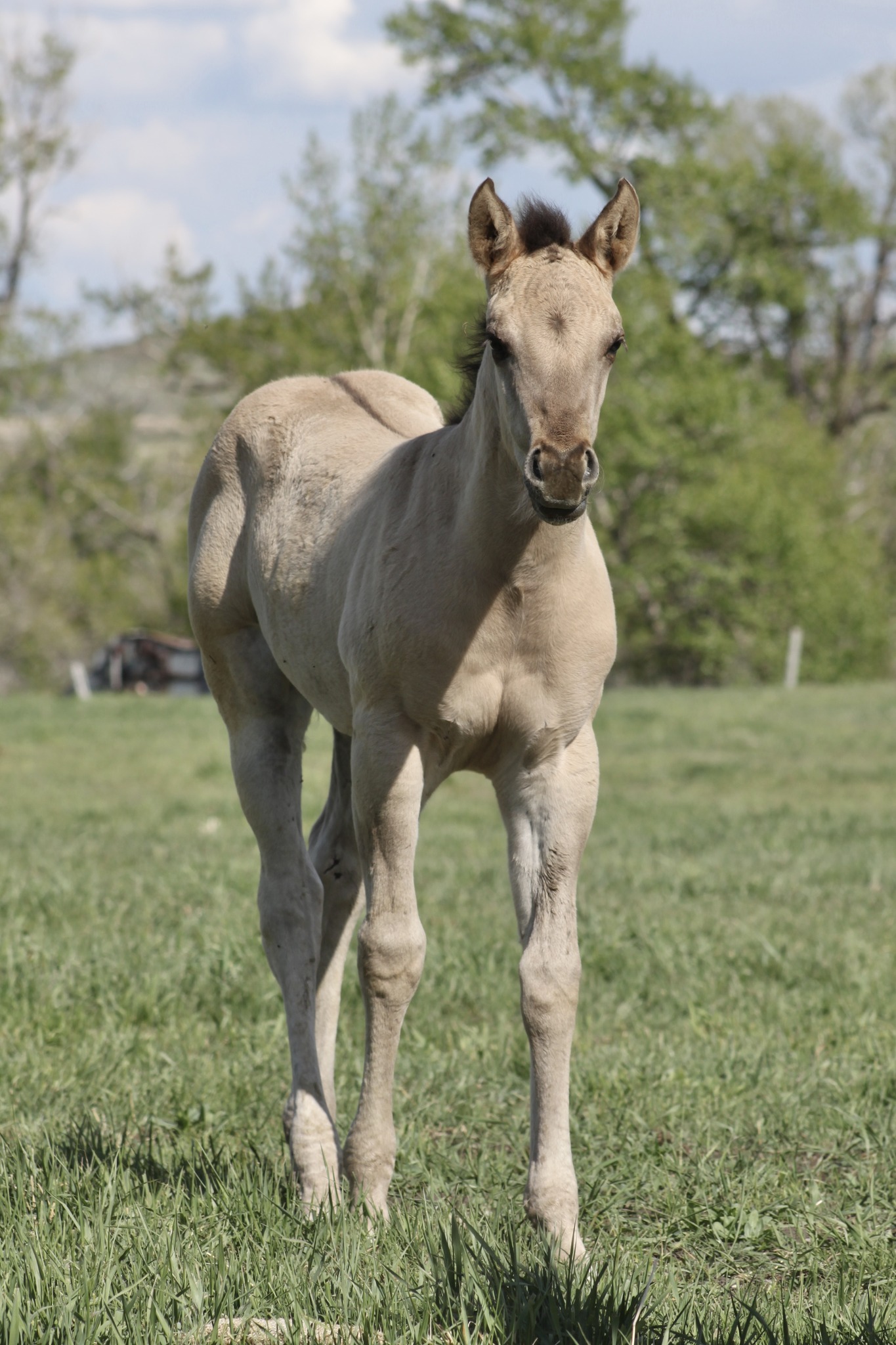 Look how she's grown! Its crazy... - GoneDun Quarter Horses | Facebook