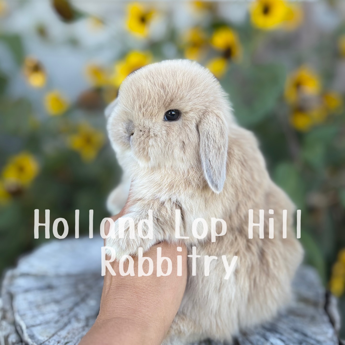 Holland Lop Hill Rabbitry | Shelley ID