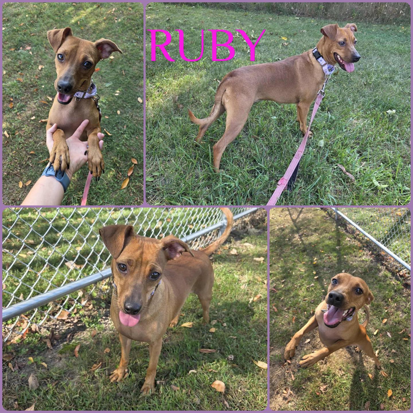 Friends - **ADOPTED!** Meet Ruby! Ruby came to us from another shelter ...