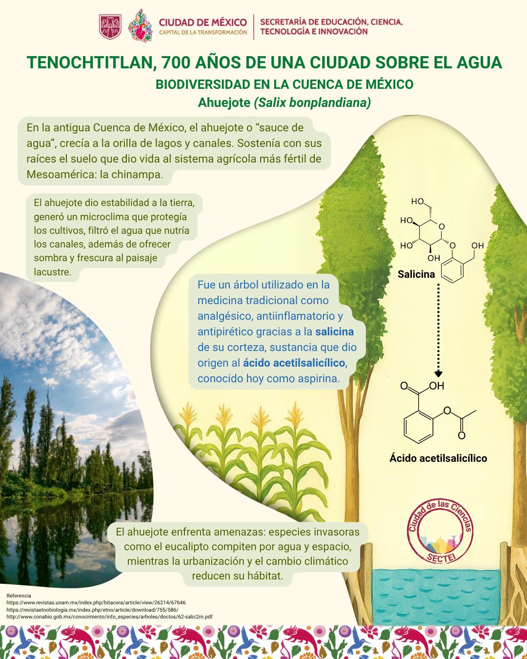 #CiudadDeLasCiencias 🔬 | Conoce más sobre el ahuejote, árbol usado en ...
