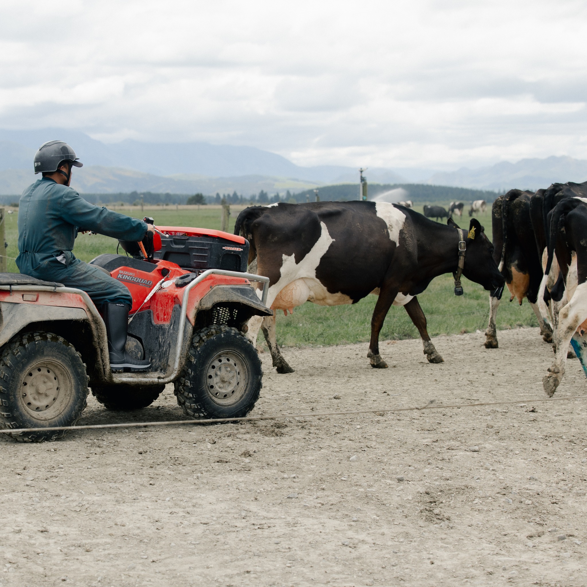 Skellerup Industries Ltd - Who’s lending a hand to get the cows in on ...