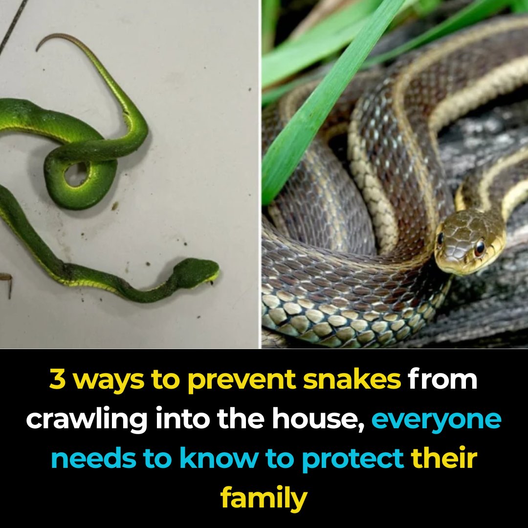 Photo inspiration: Snake Feeding Methods Prevent Overeating Reference: Feedy To Prevent Snakes From Entering Your House You Can