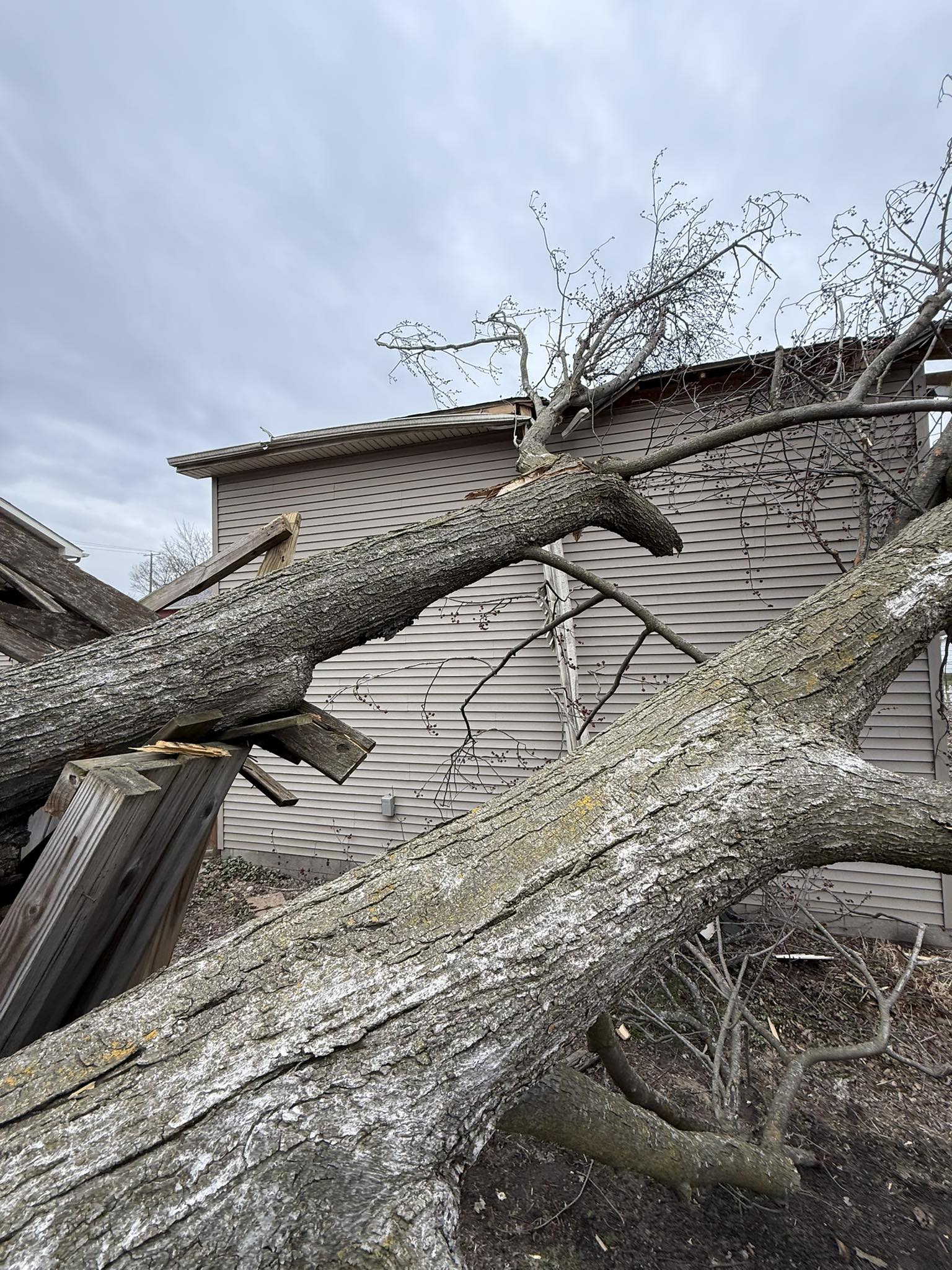 Lou's Cutting Edge Tree Service LLC | Eaton Rapids MI