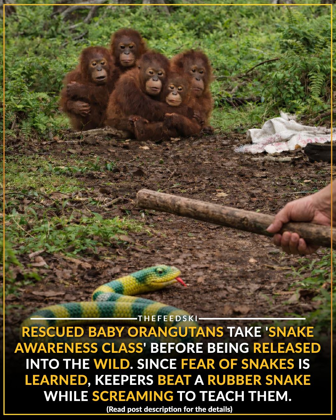 TheFeedski - In the wild, baby orangutans learn everything... | Facebook