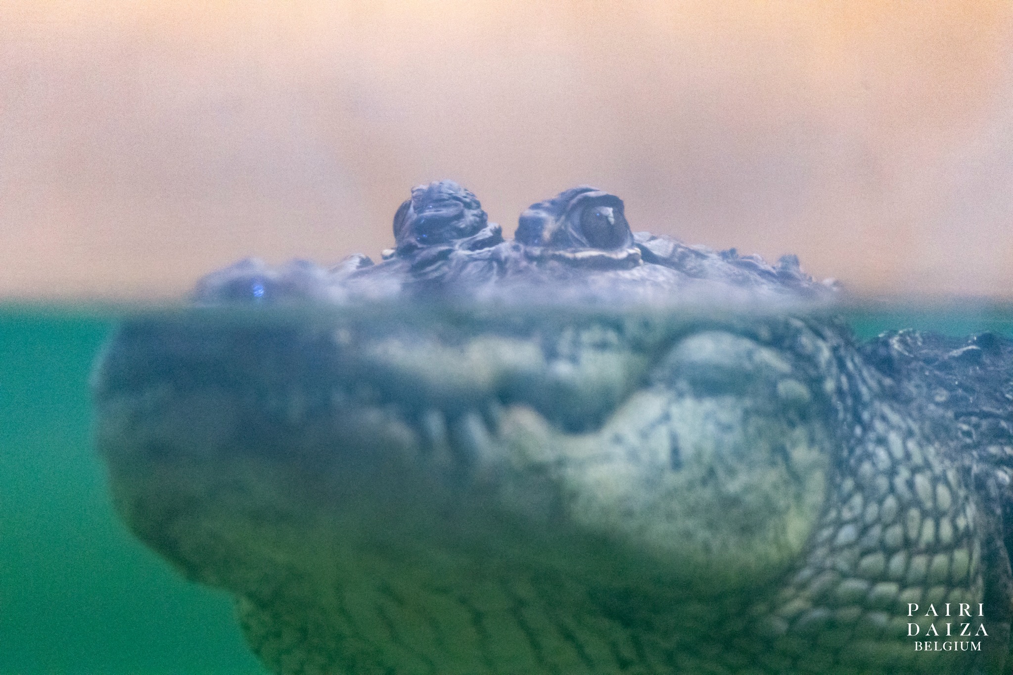 Pairi Daiza NL - 🐊 Ze nemen hun intrek in Edenya Na een... | Facebook