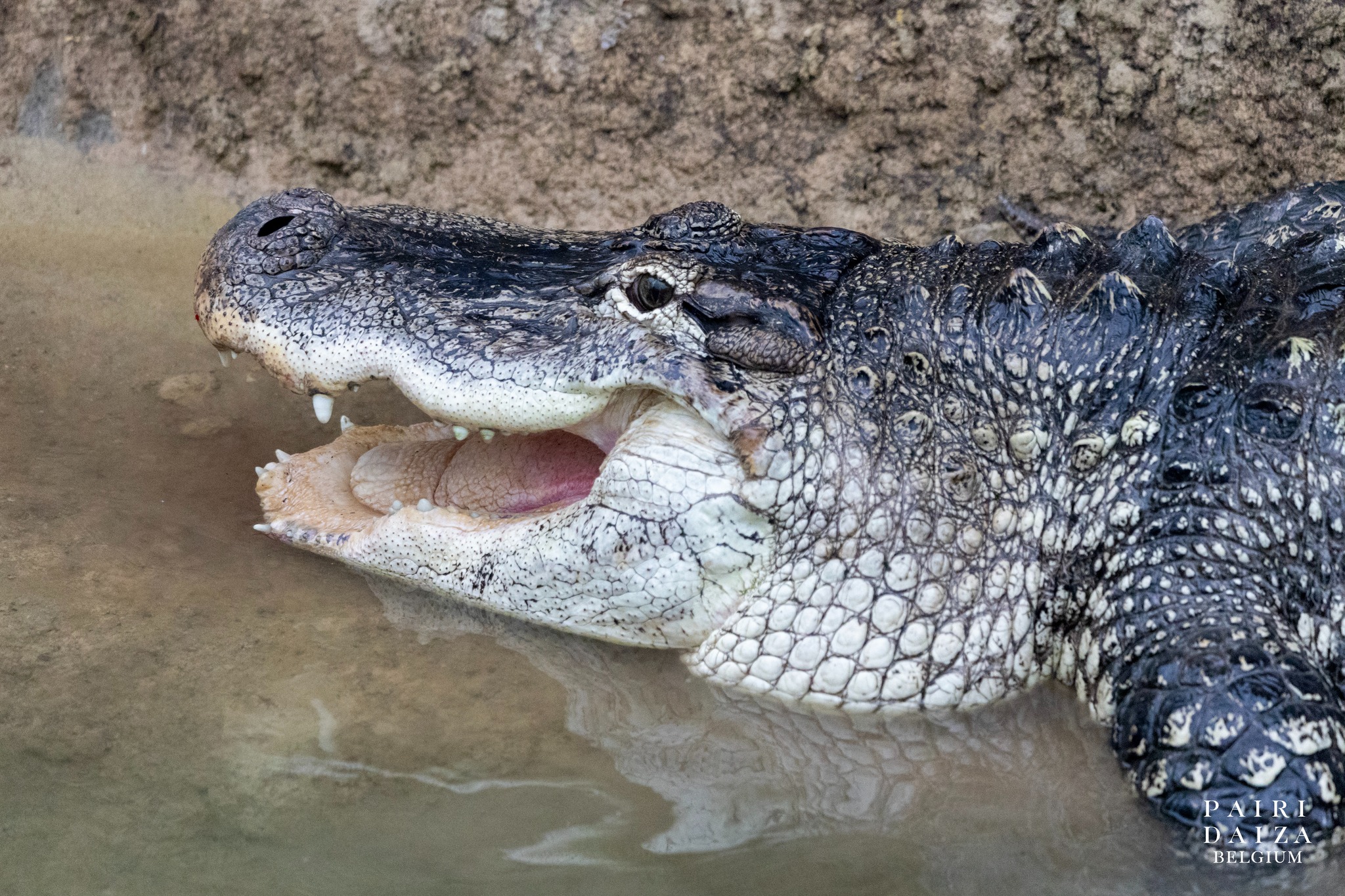 Pairi Daiza NL - 🐊 Ze nemen hun intrek in Edenya Na een... | Facebook