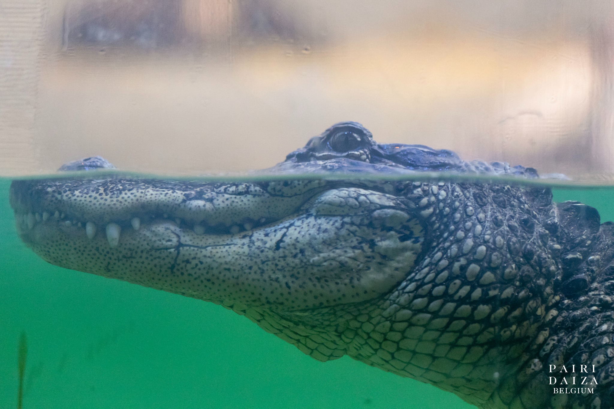 Pairi Daiza NL - 🐊 Ze nemen hun intrek in Edenya Na een... | Facebook