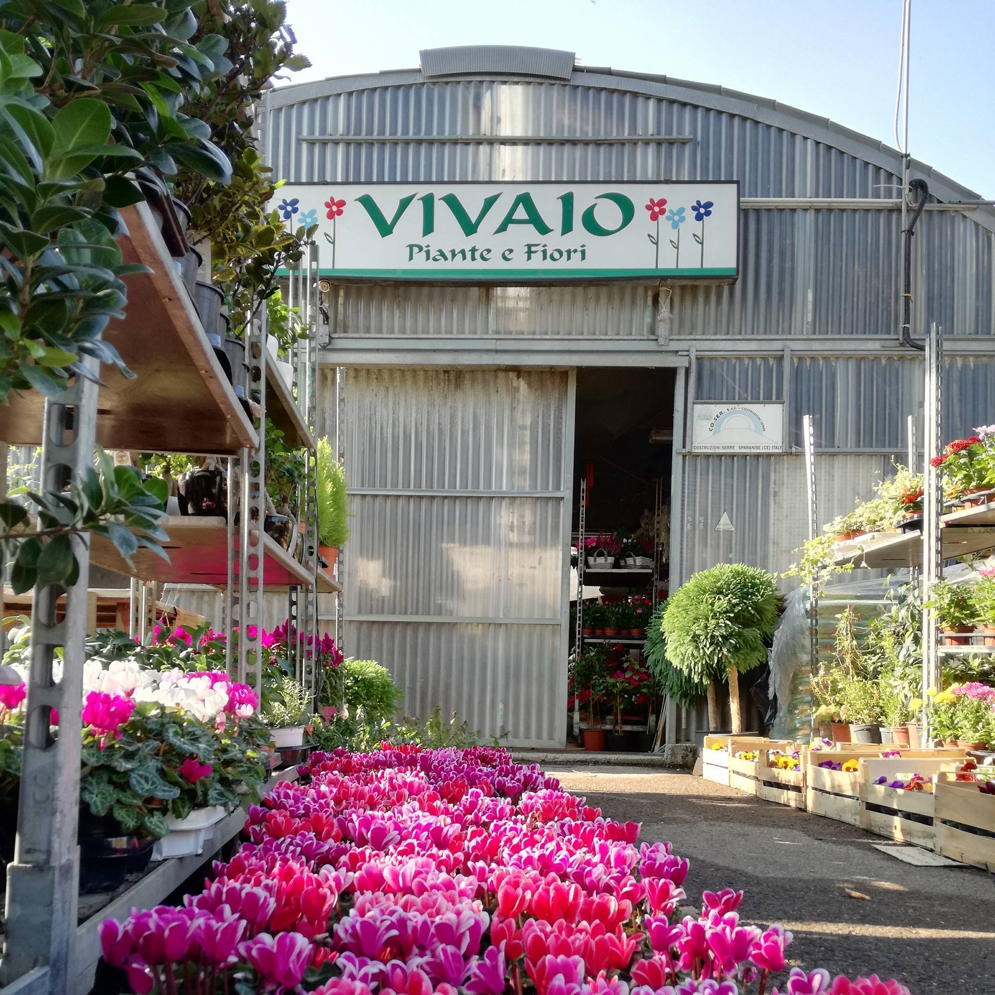 vivaio-vivaio-piante-e-fiori-da-margherita-pietramelara