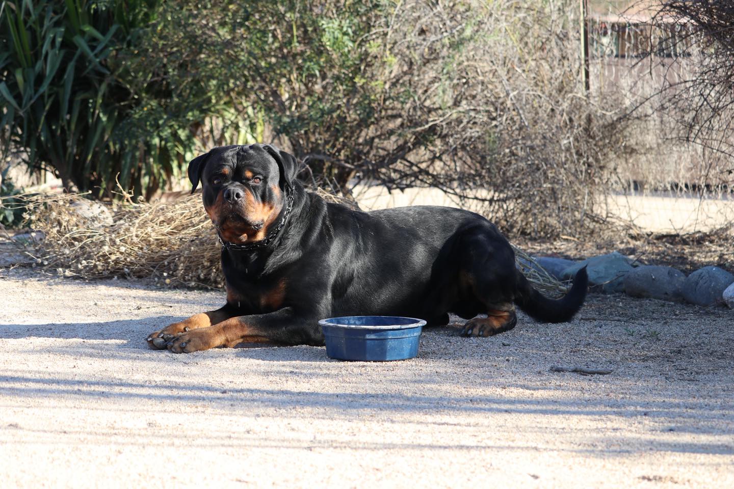 HB Rottweilers | Desert Hills AZ