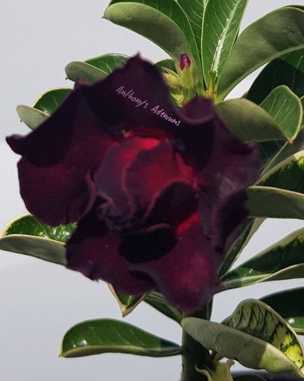 Anthony's - Happy heavenly birthday Anthony. 😇 ALL Anthony's Adeniums ...