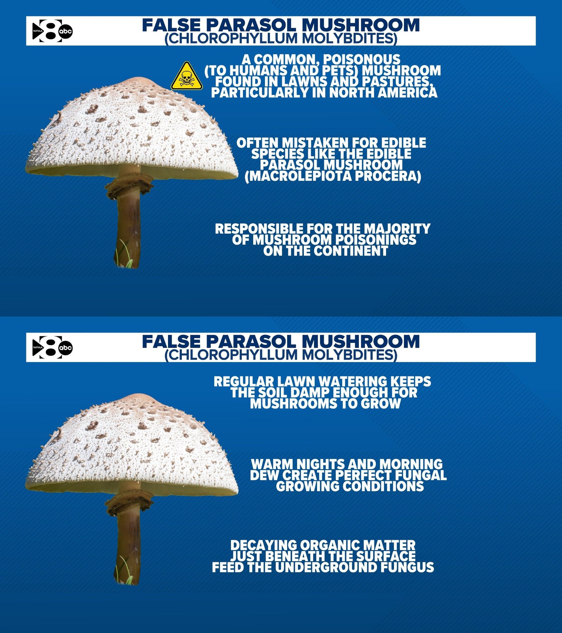 What are white mushrooms in your yard after heavy rain?