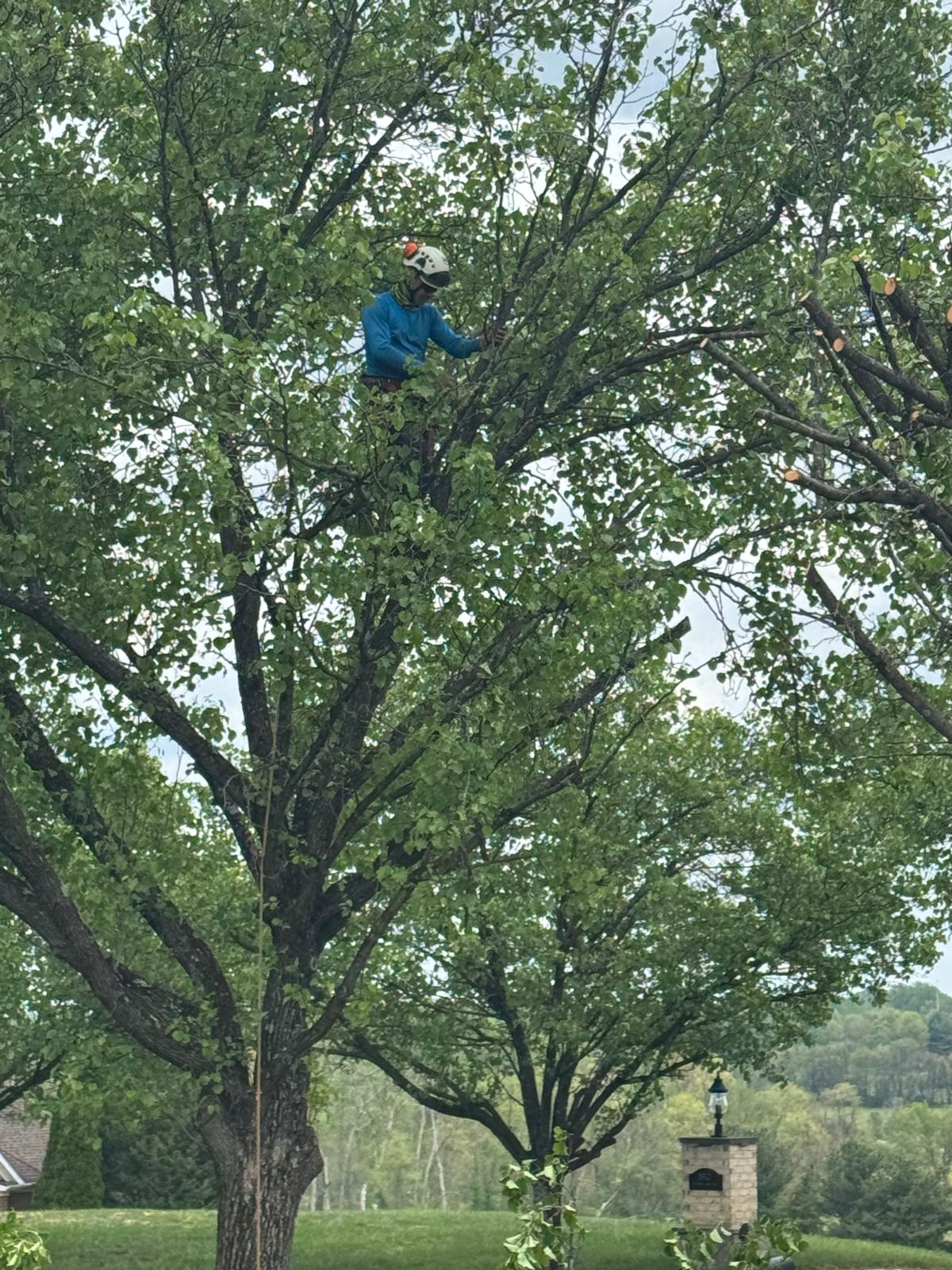 Super Express Tree Care & Landscaping LLC | Rockville MD