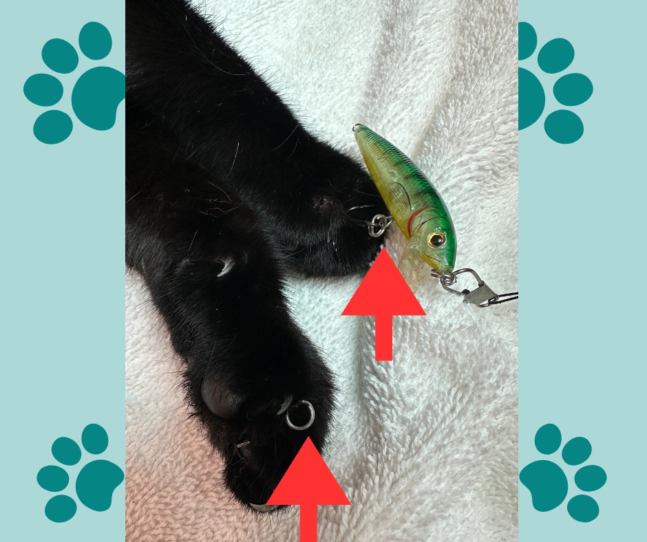 cat hooked with fishing lures Feather Fishfly  PetMax The Float Rig is made with high quality components such as Boss Kat Hooks Big Fork Sand Cat LAT