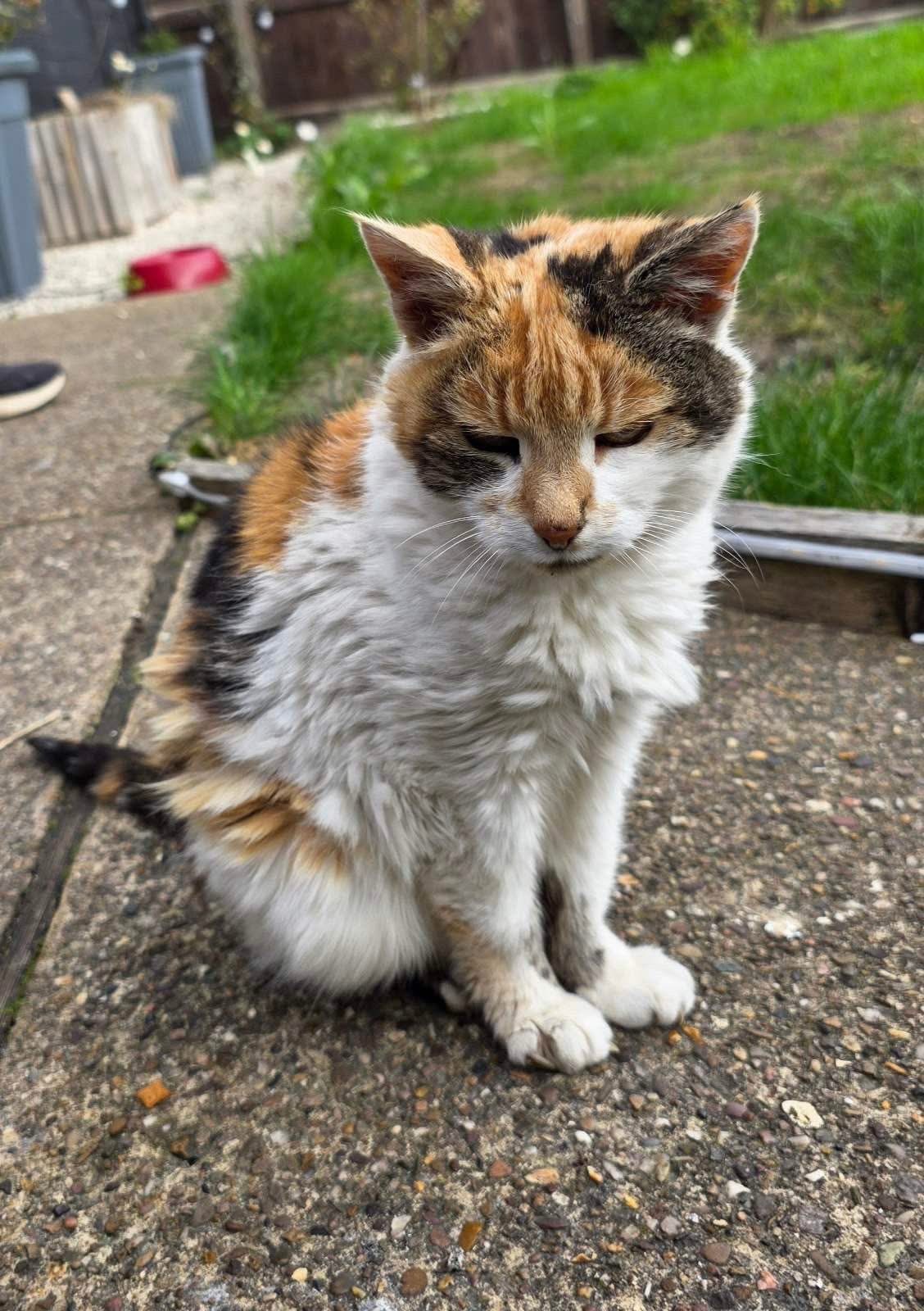 Mansfield... - Mansfield Cat Rescue registered charity 1193319