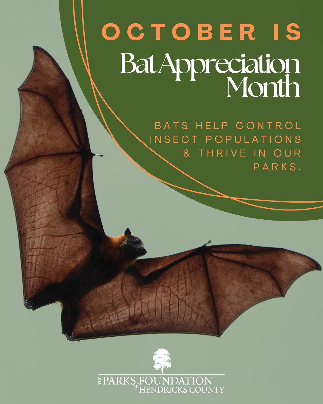 Parks - 🦇 October is Bat Appreciation Month! 🌙 Did you know our parks ...