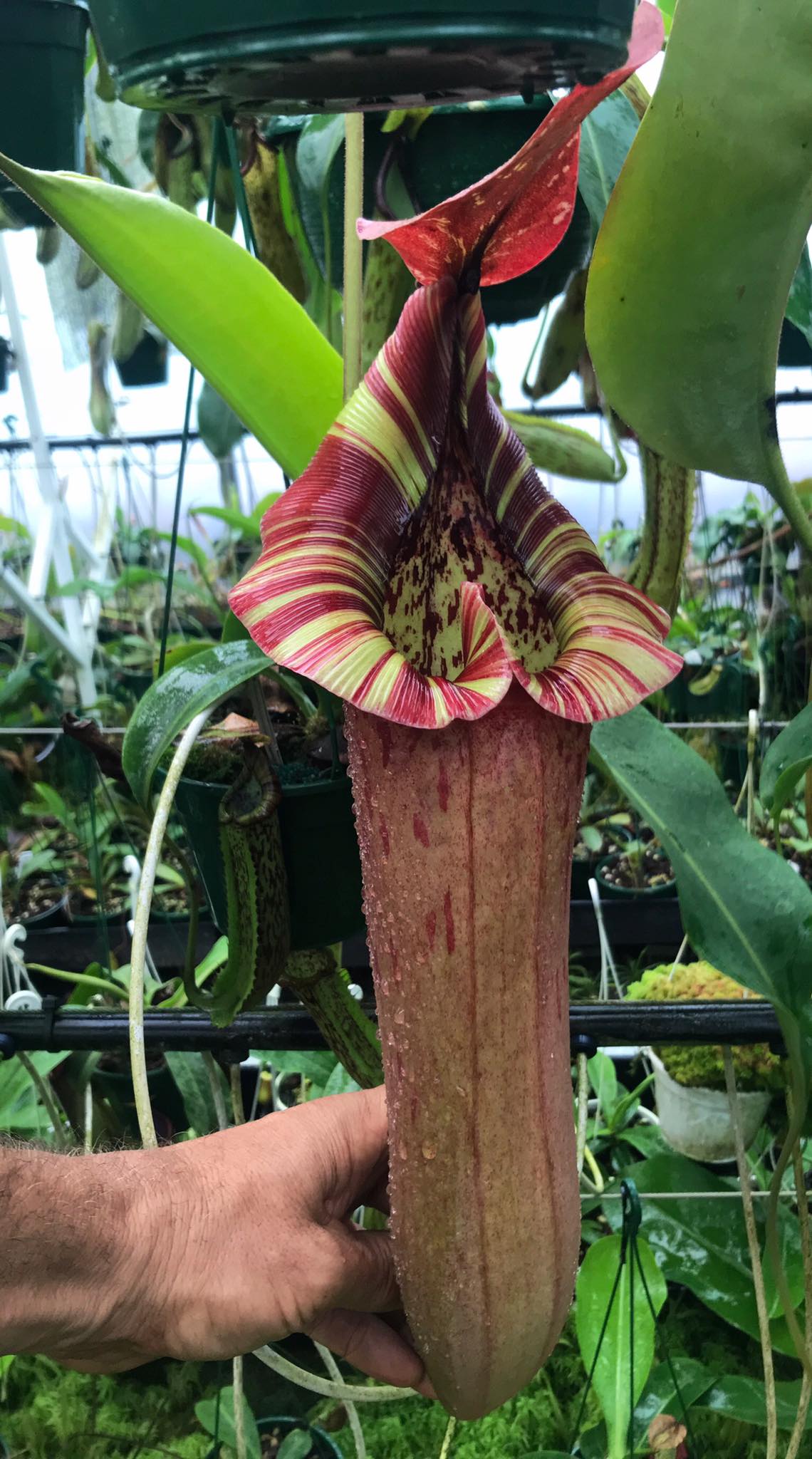 Nepenthes veitchii 'Red Tiger' from Exotica Plants