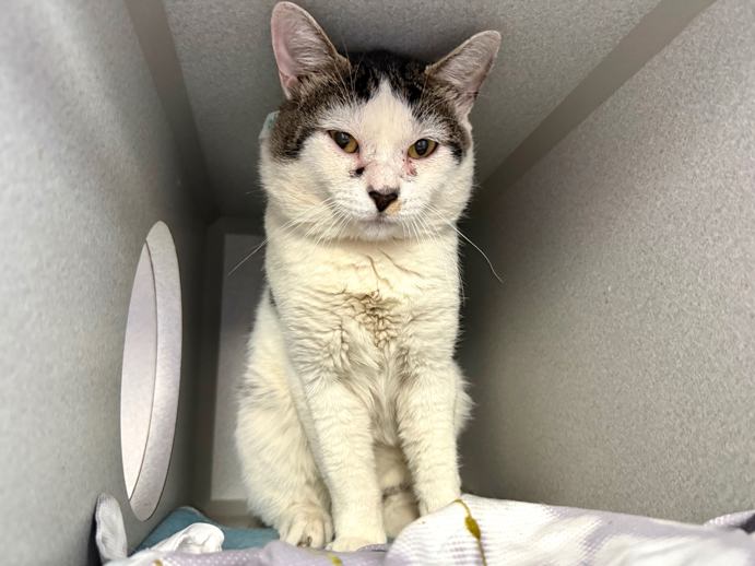 Picture of NYC - ***Pulled (unknown rescue)*** Hello, my name is Kay. My animal id ...