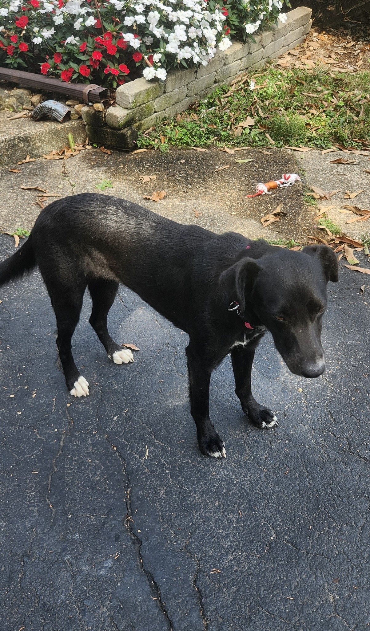 Private rehoming request, These 2... - Rolla Animal Shelter | Facebook