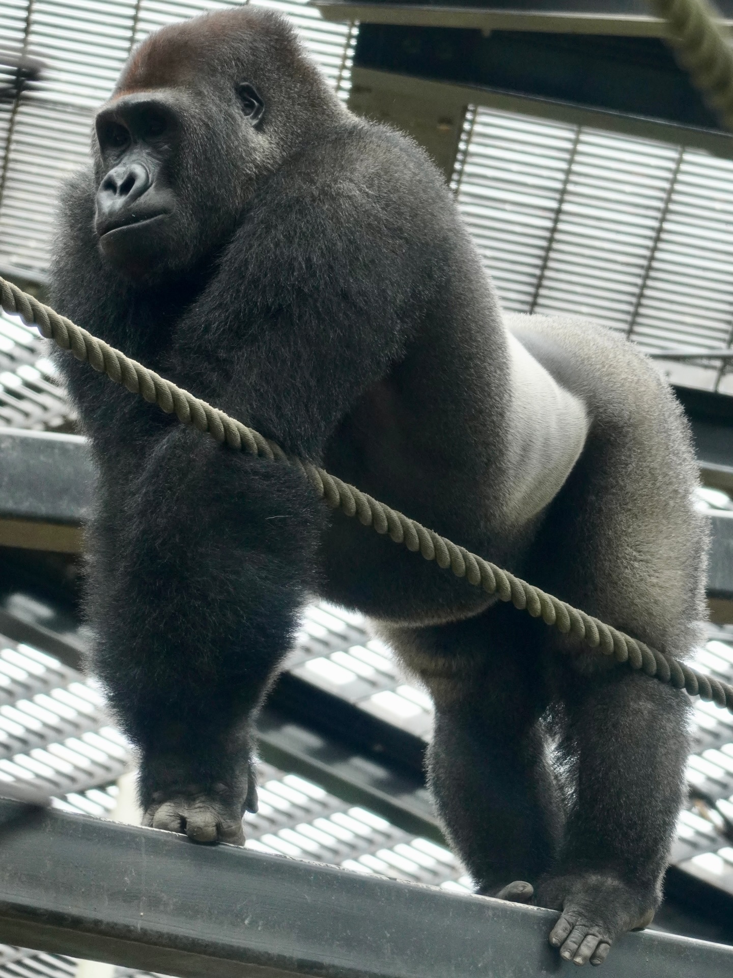 ✨ Kintaro, Kyoto City Zoo's spirited six-year-old gorilla, is