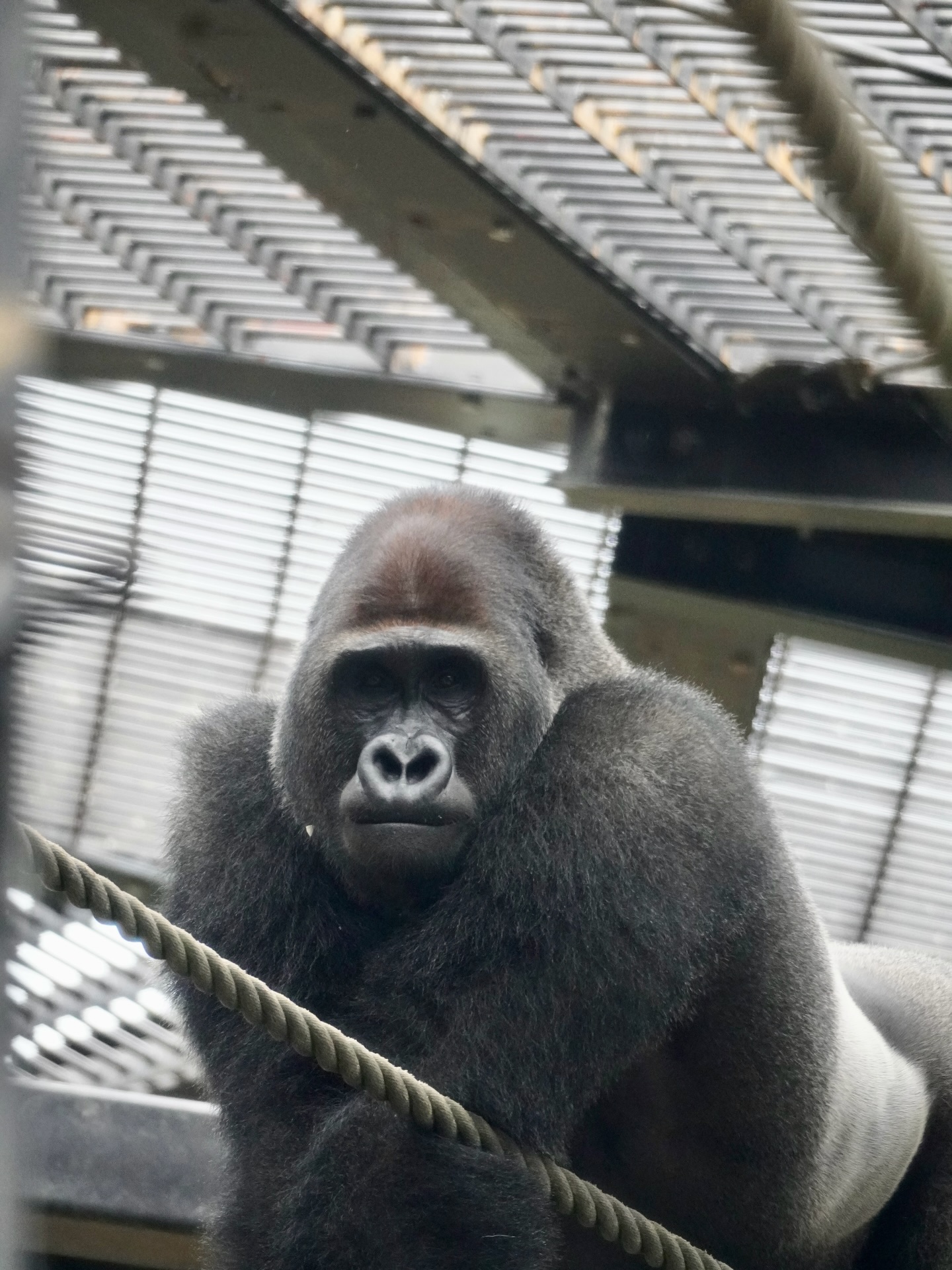 ✨ Kintaro, Kyoto City Zoo's spirited six-year-old gorilla, is