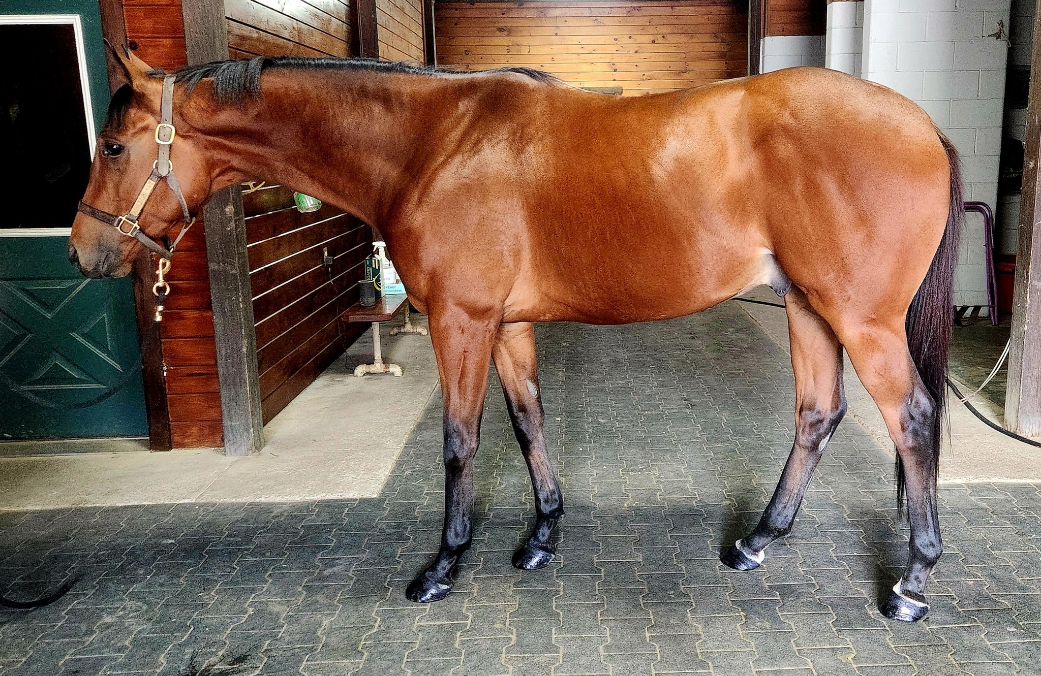 ReRun Thoroughbred Adoption... - ReRun Thoroughbred Adoption