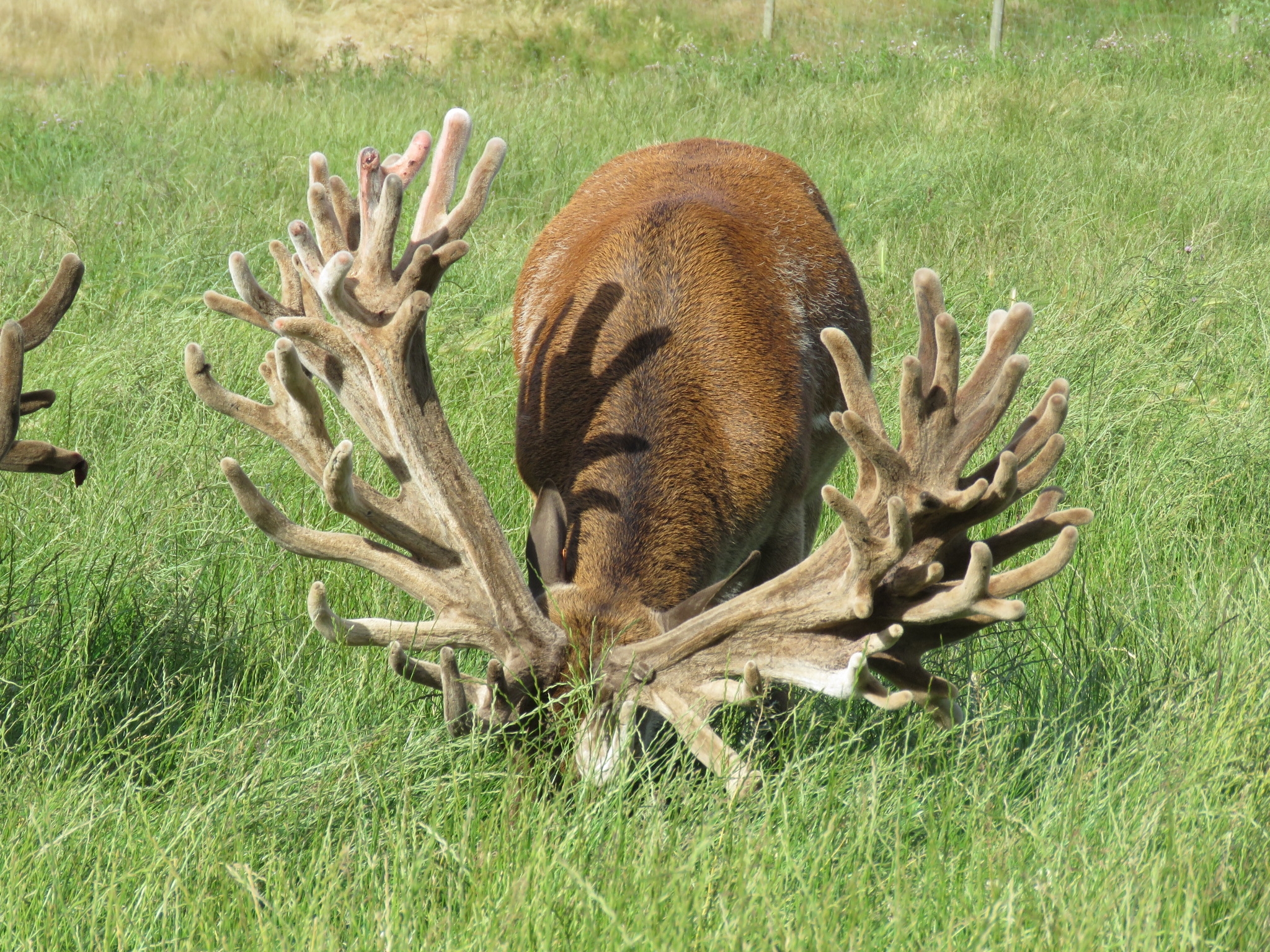 Foveran Deer Park