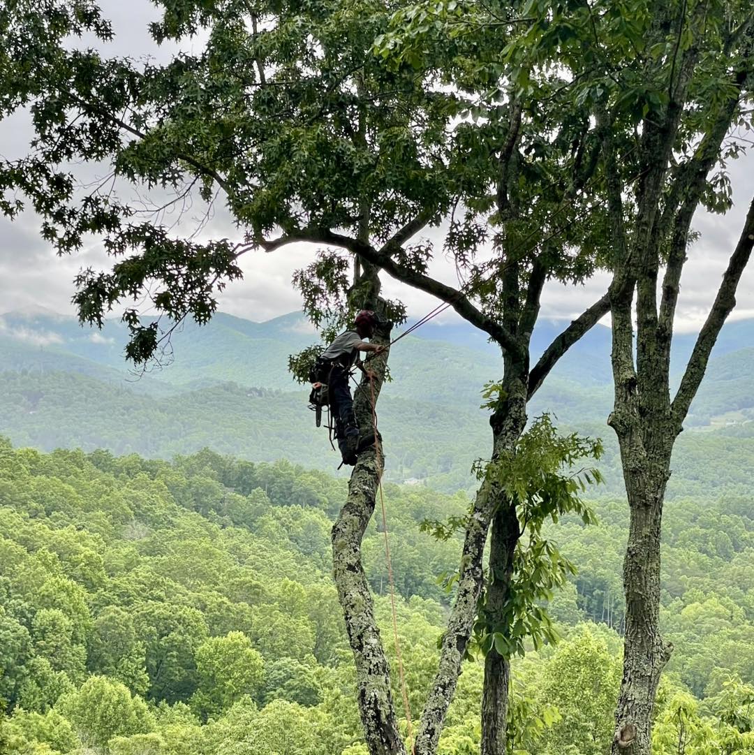 Stroud's Tree Service | Hiawassee GA