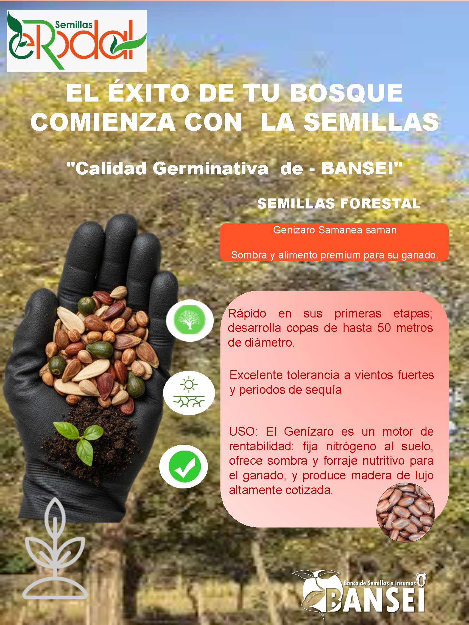 🌳 Post: Genízaro, el Coloso de la... - Bansei Nicaragua | Facebook