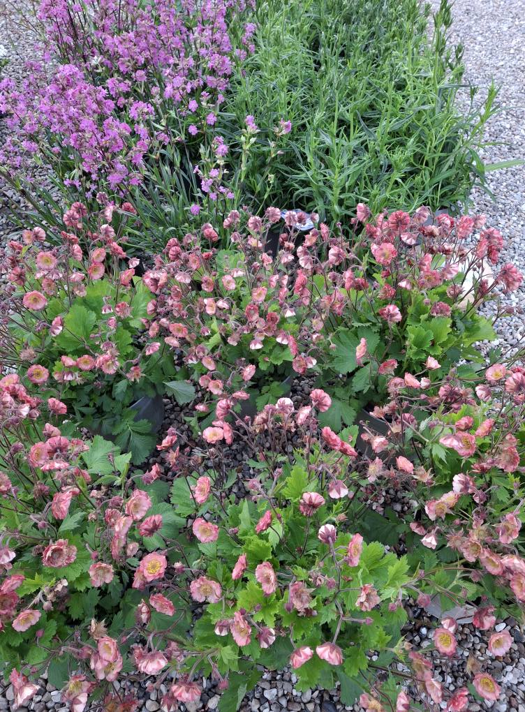 Blaasgaard Blomster & Brugskunst | Rødekro