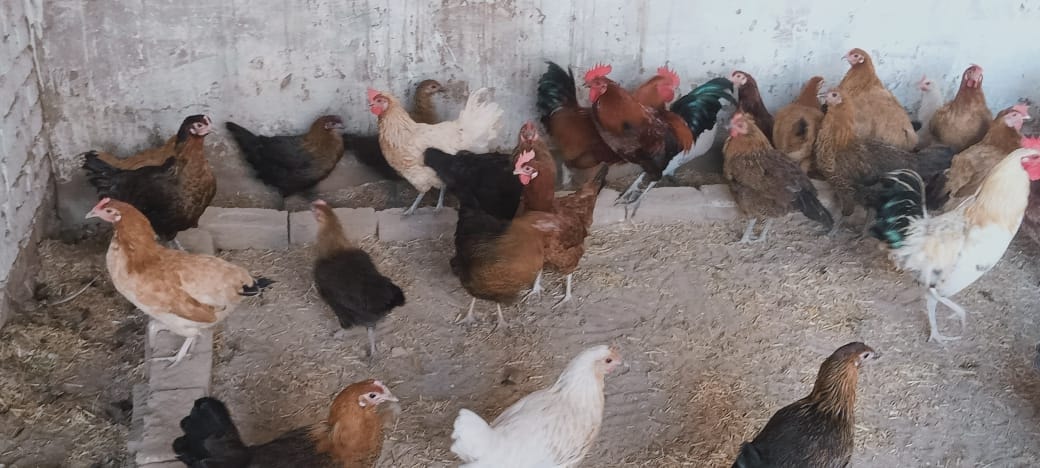 Sheikh Poultry Farm