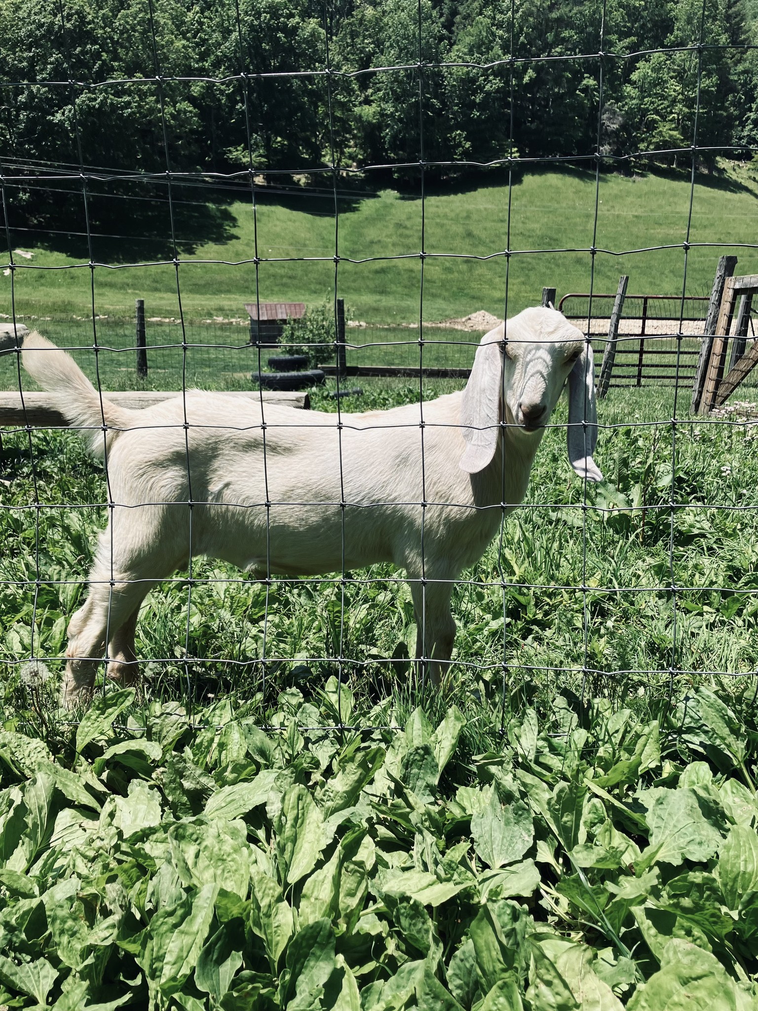 Hen's Tooth Acres Farm | Vilas NC