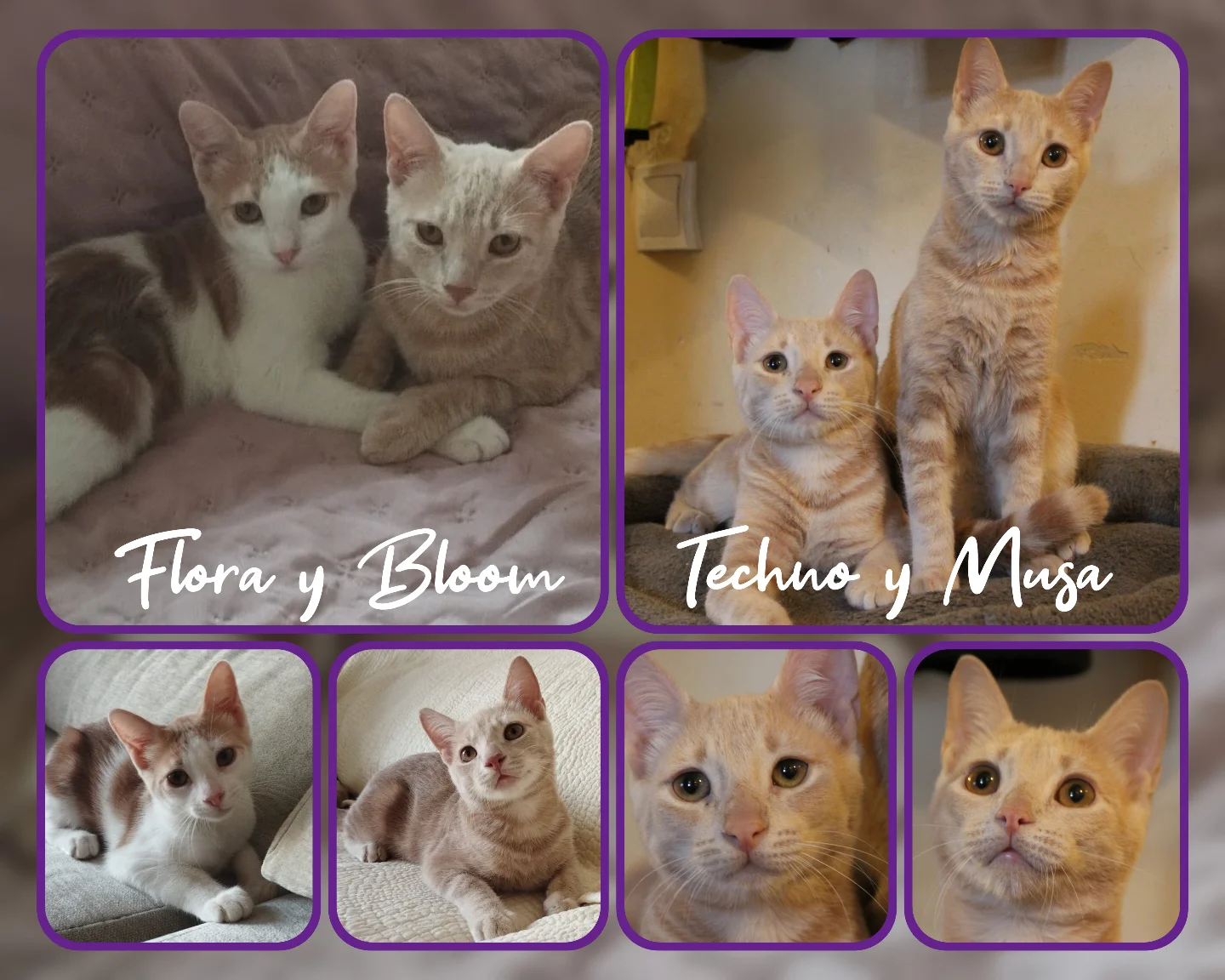 Help - FLORA Y BLOOM. TECHNO Y MUSA. Estos son nuestros cuatro bebés de ...