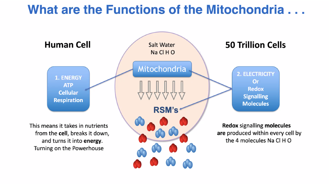 The Mitochondria!! These are the... - Good Healthy Cells