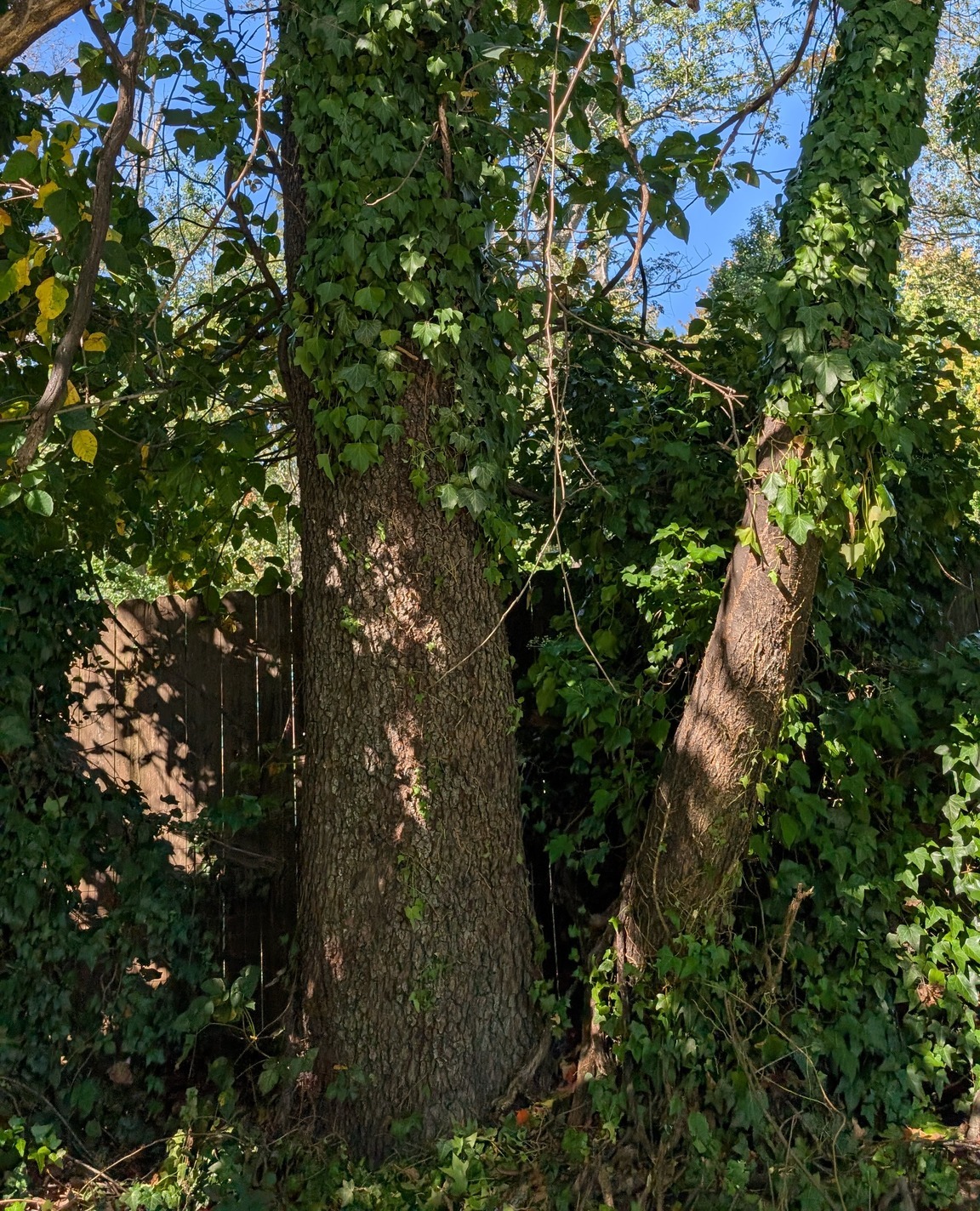 Garden - Tips for Removing Invasive Species 🪏🌿 Removing invasive plants ...