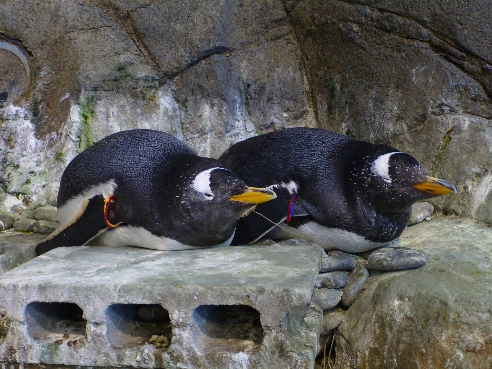 長崎ペンギン水族館 Nagasaki - ジェンツーペンギン 2羽で仲良く