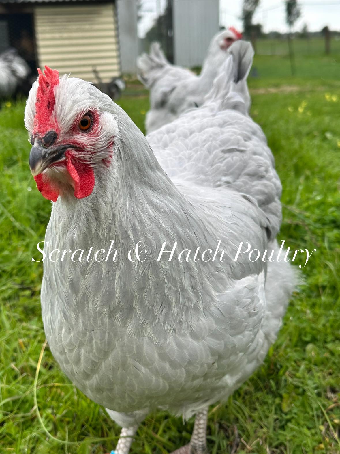 Today was a day.. a life was... - Scratch & Hatch Poultry | Facebook