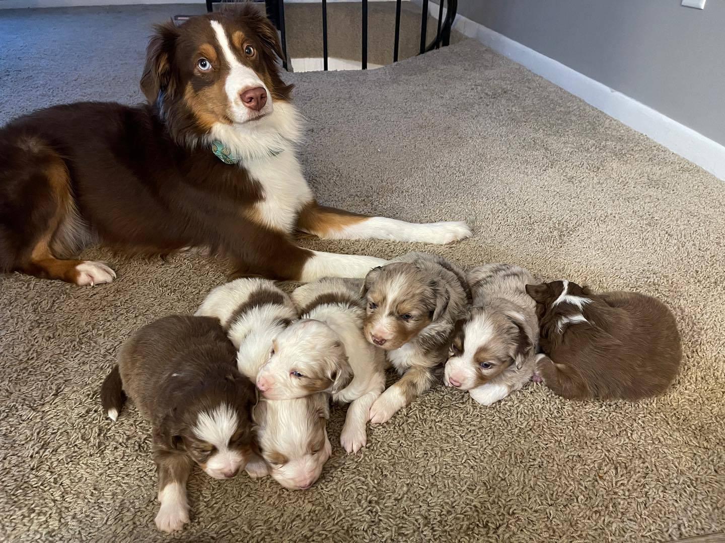 Australian shepherd puppies for adoption and rehoming