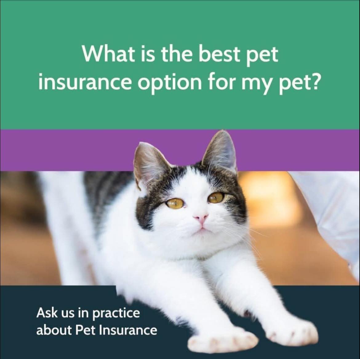 What is the Best Pet Insurance for Cats UK: Top Picks