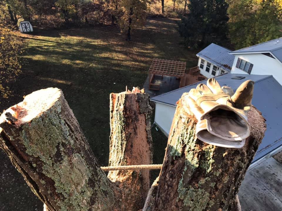 Pro Tree Care & Lawn Service