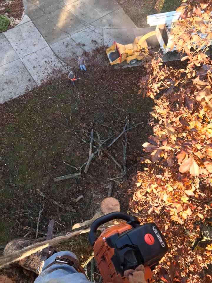 Pro Tree Care & Lawn Service