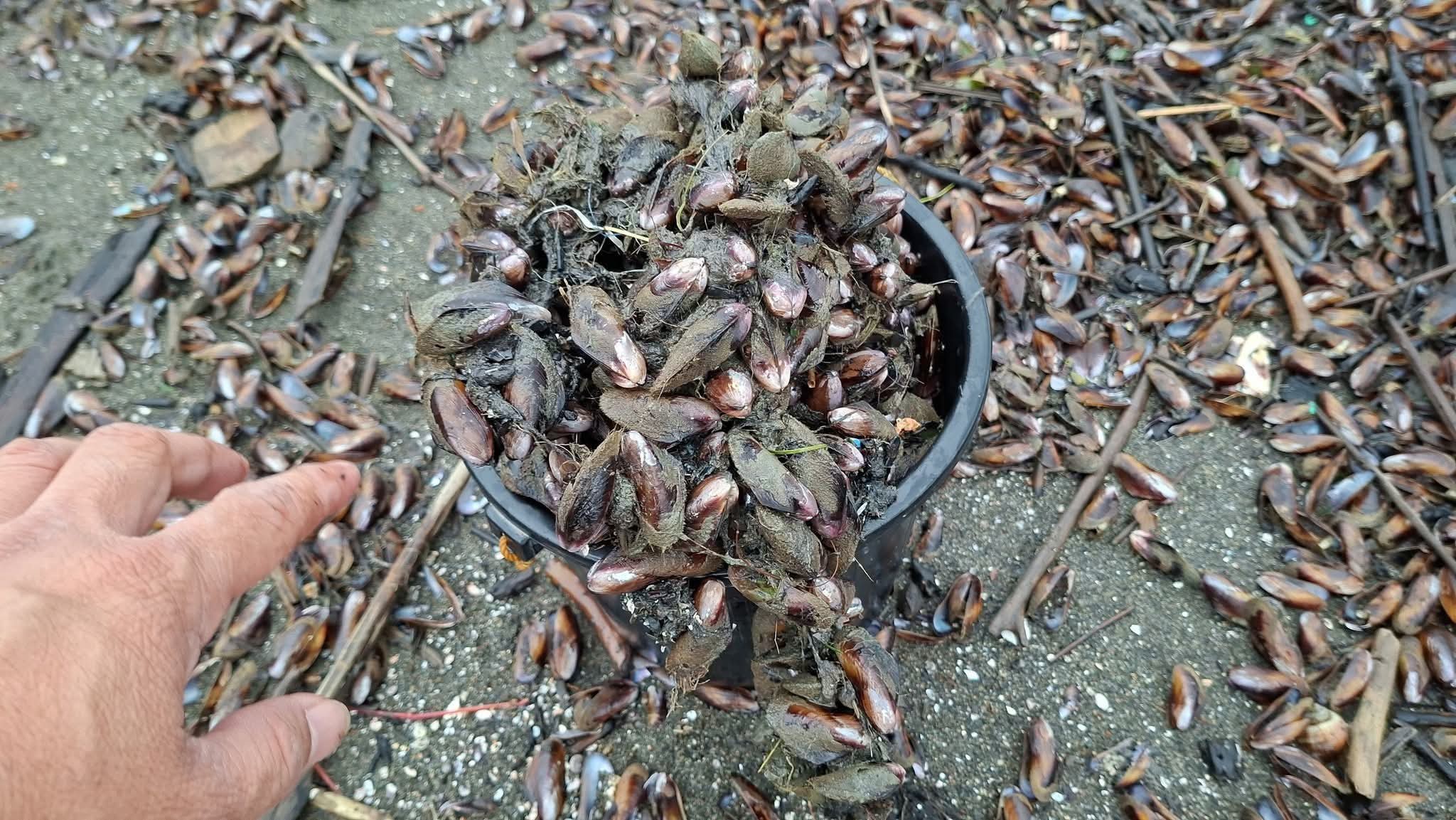 Iloilo - #LOOK:Clams shell nag dagsa Sara baybayon sang Nalu-uyan ...