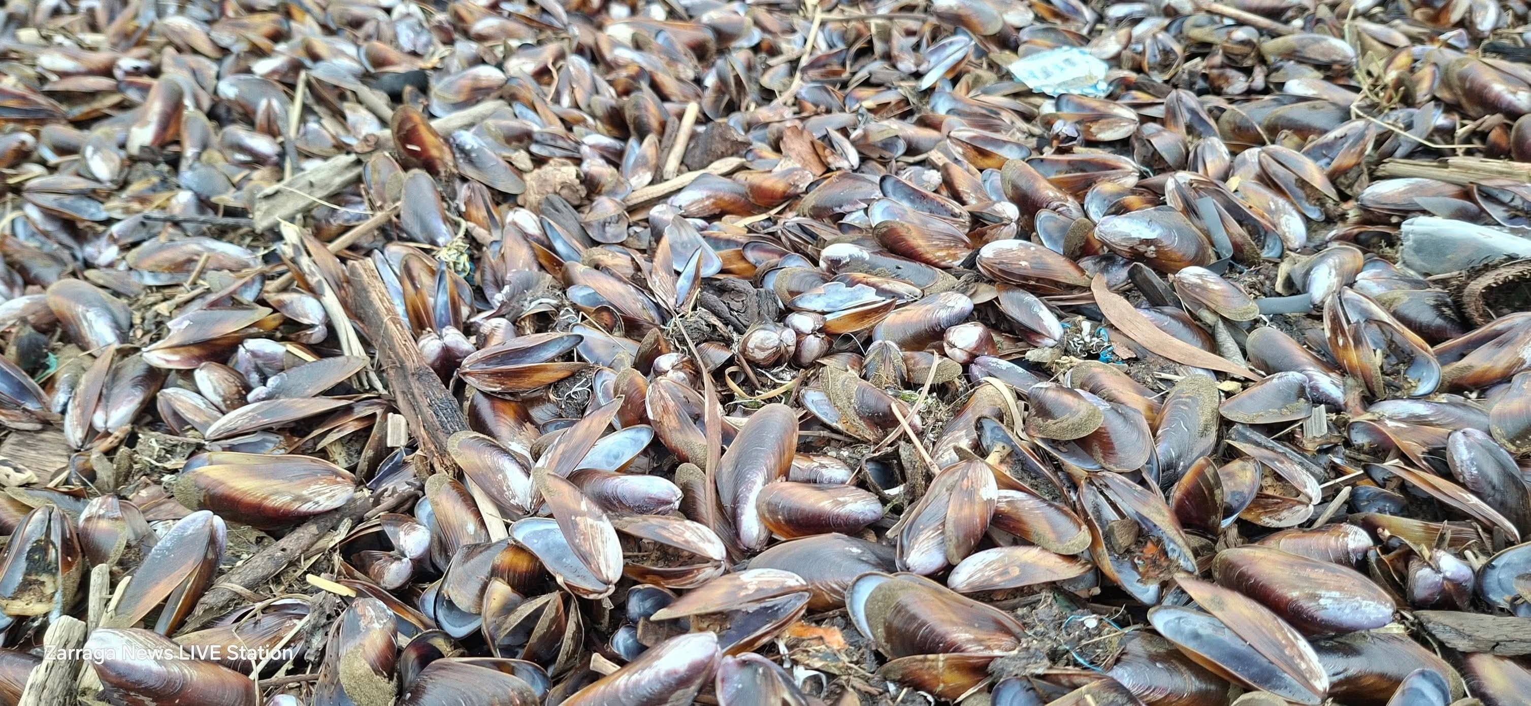 Iloilo - #LOOK:Clams shell nag dagsa Sara baybayon sang Nalu-uyan ...
