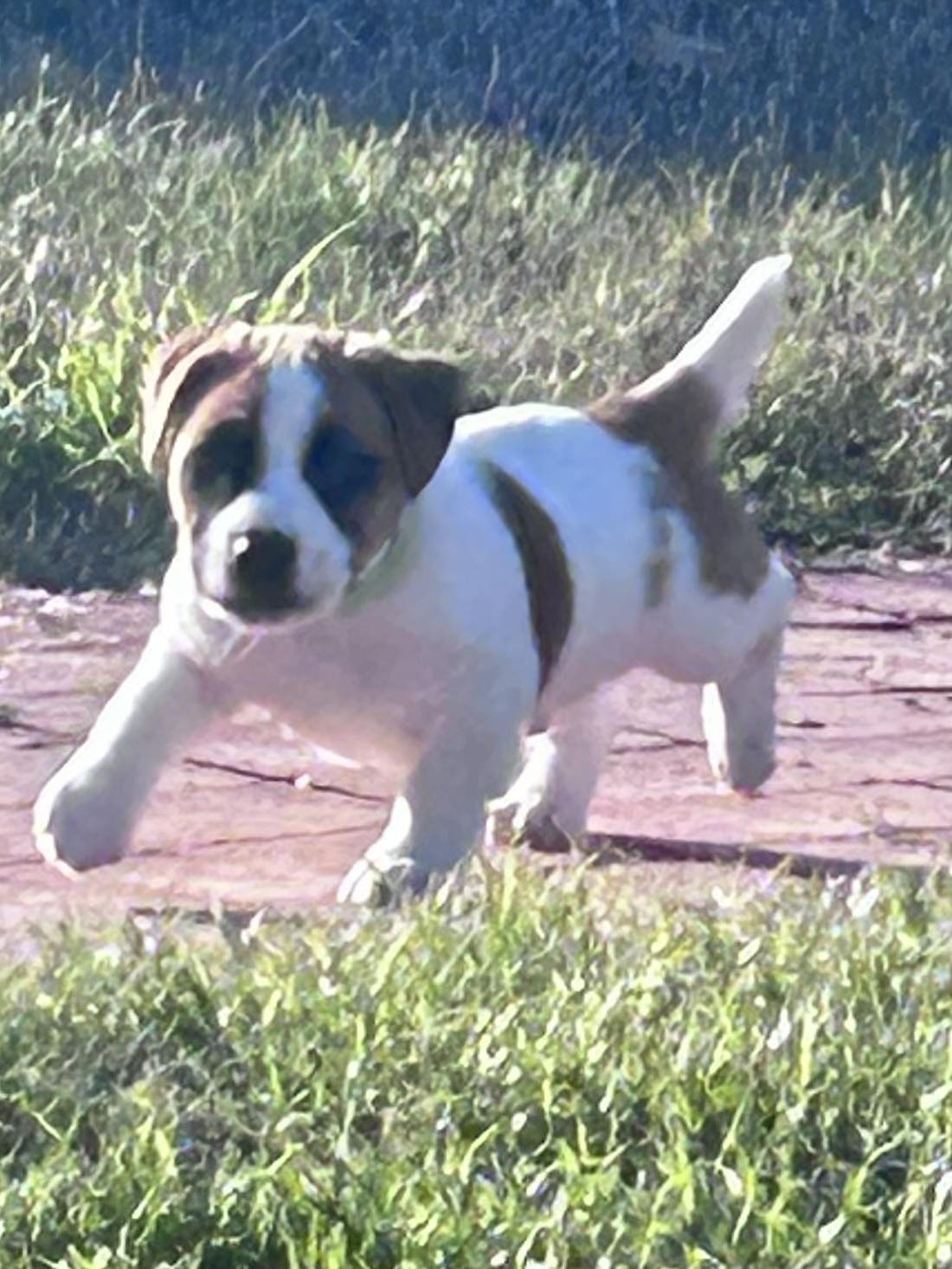 Claddagh Pastures Great Danes & Puddin’ Jack Russells | Lampasas TX